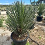 Juka vláknitá (Yucca filifera) - výška 70-80 cm, kont. C35L (-15°C)